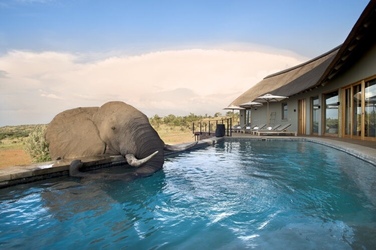 Travel Promoters Partners with Mhondoro - TRAVELINDEX